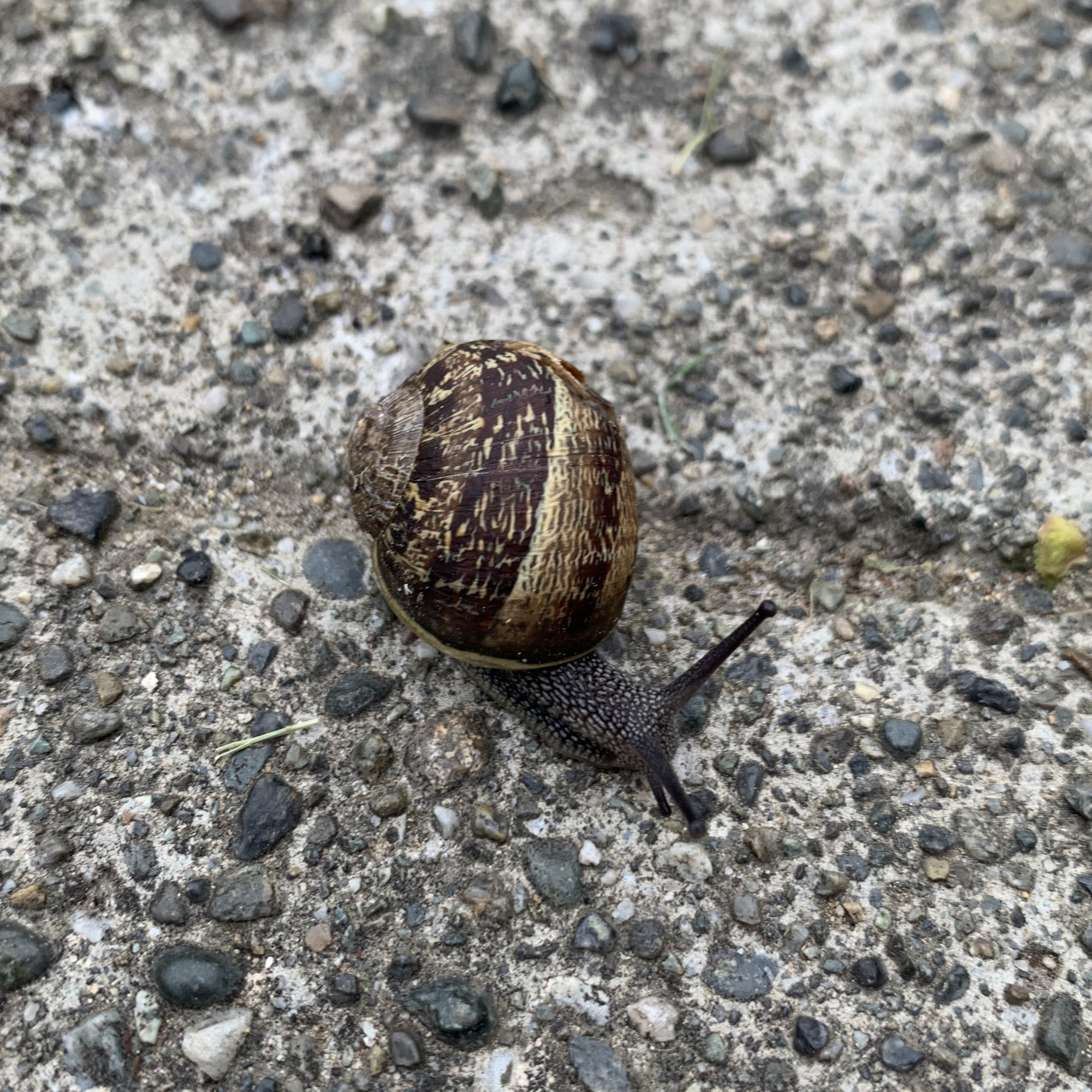 a small snail