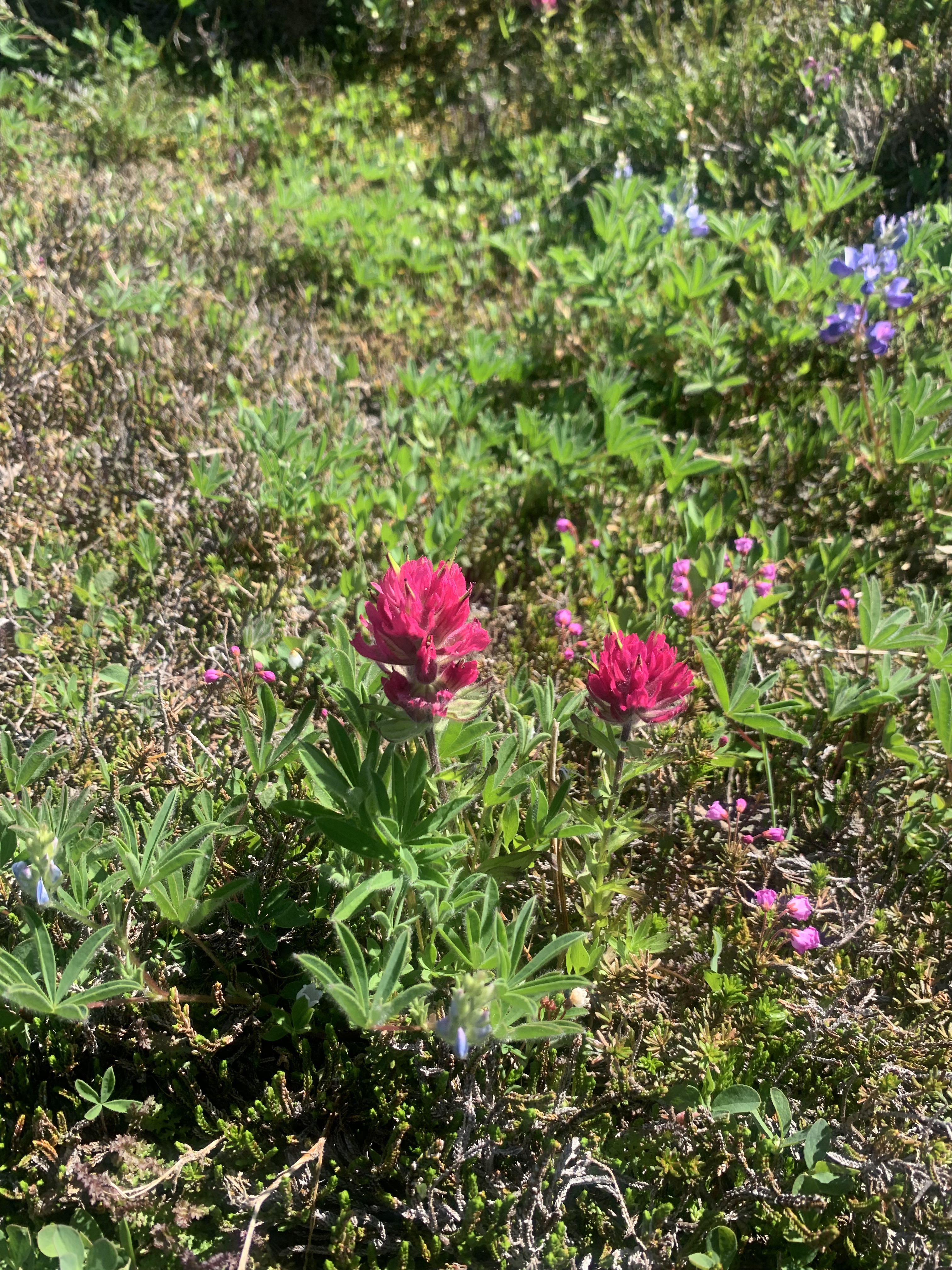 a magenta wildflower