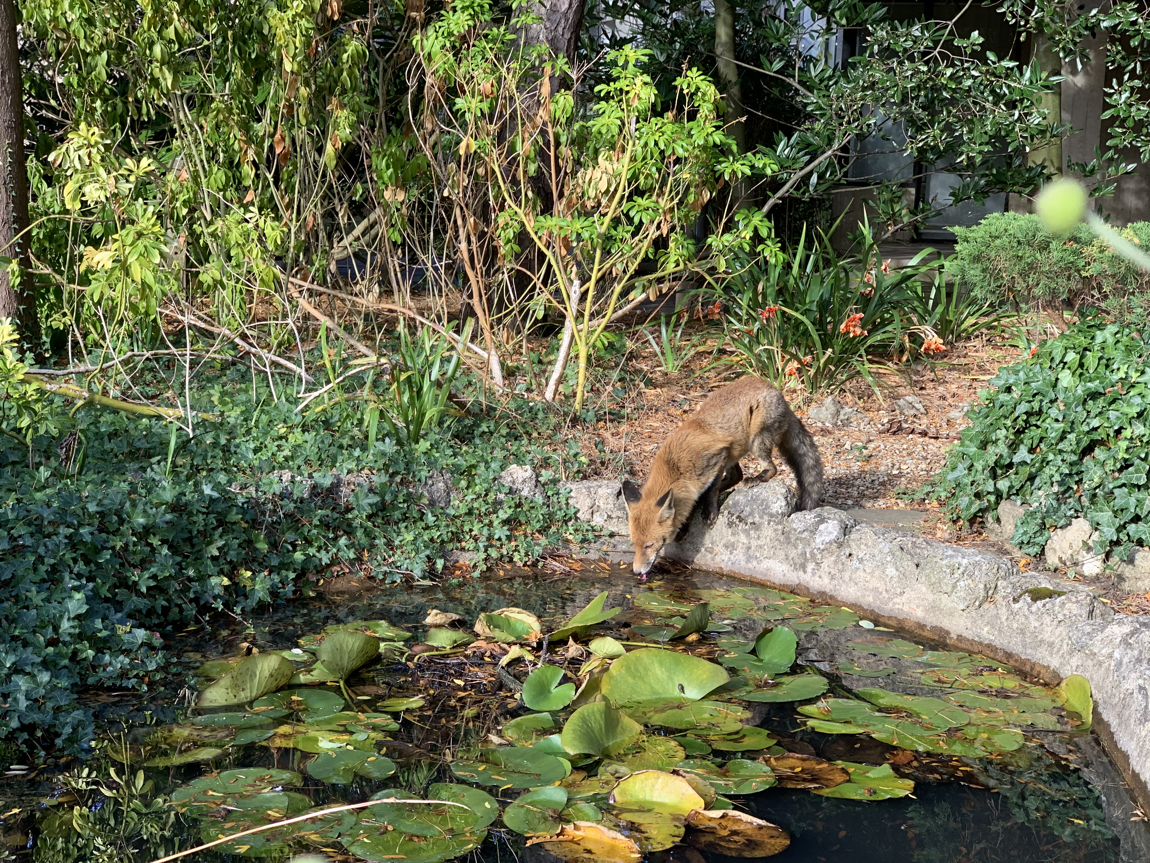 a fox drinking from a pond