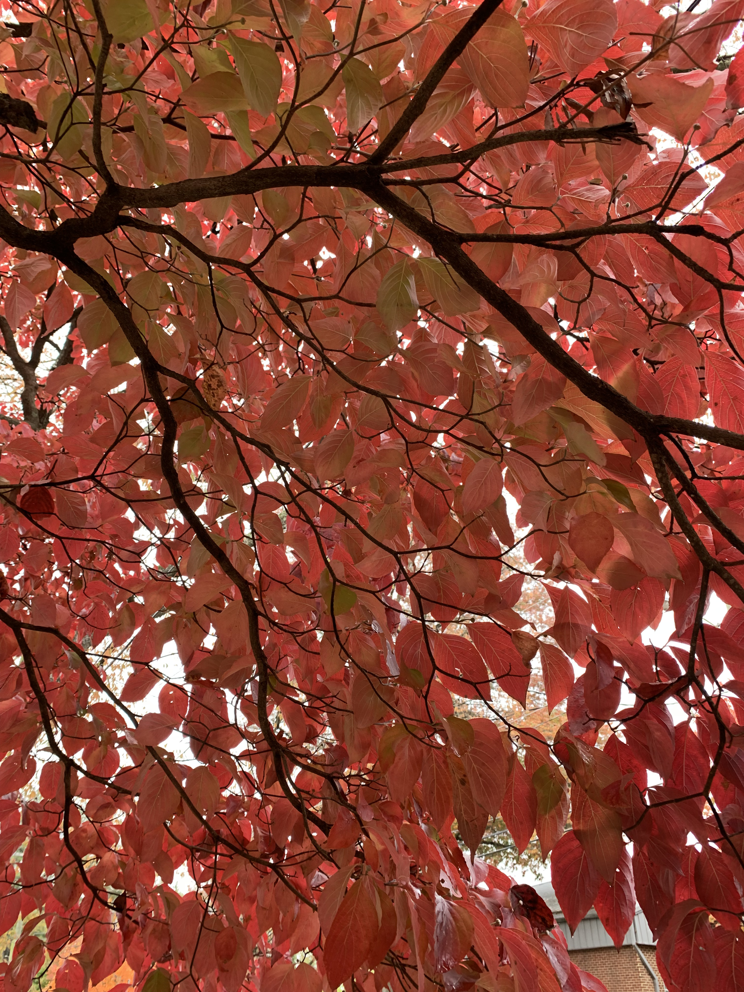 picture of bright red leaves